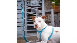 Nite Ize SlideLock Pet S-Biner -Outdoor Sports Store opplanet nite ize pet s biner slidelock sbll4 11 r6 av 4