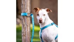 Nite Ize SlideLock Pet S-Biner -Outdoor Sports Store opplanet nite ize pet s biner slidelock sbll4 11 r6 av 6